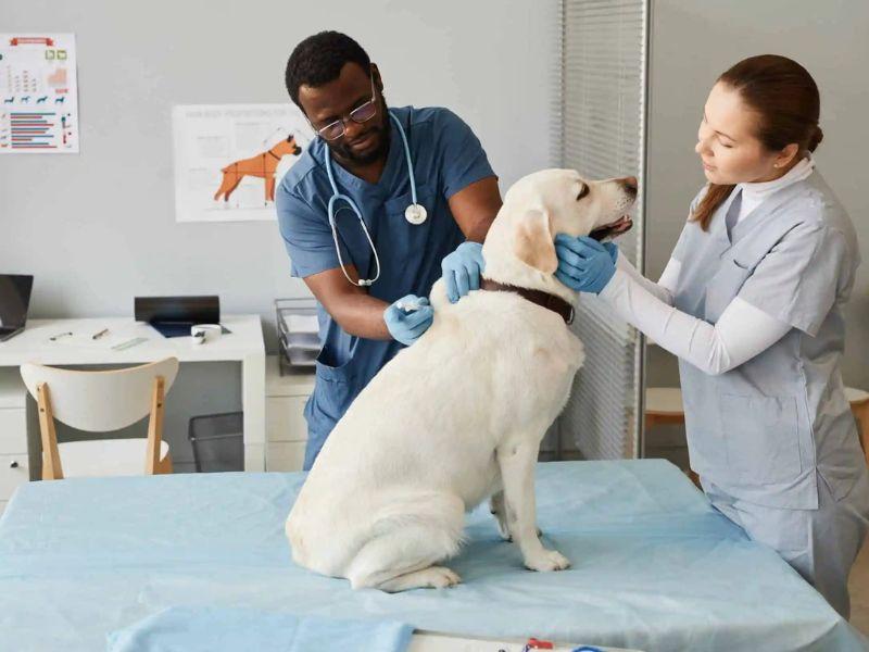 Finding the Best Veterinary Assistant Jobs near You A Guide